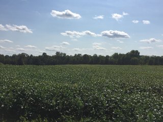 Property photo 2 - FARM AUCTION - 70.50+/- ACRES OFFERED IN 3 TRACTS IN WAYNE COUNTY, INDIANA